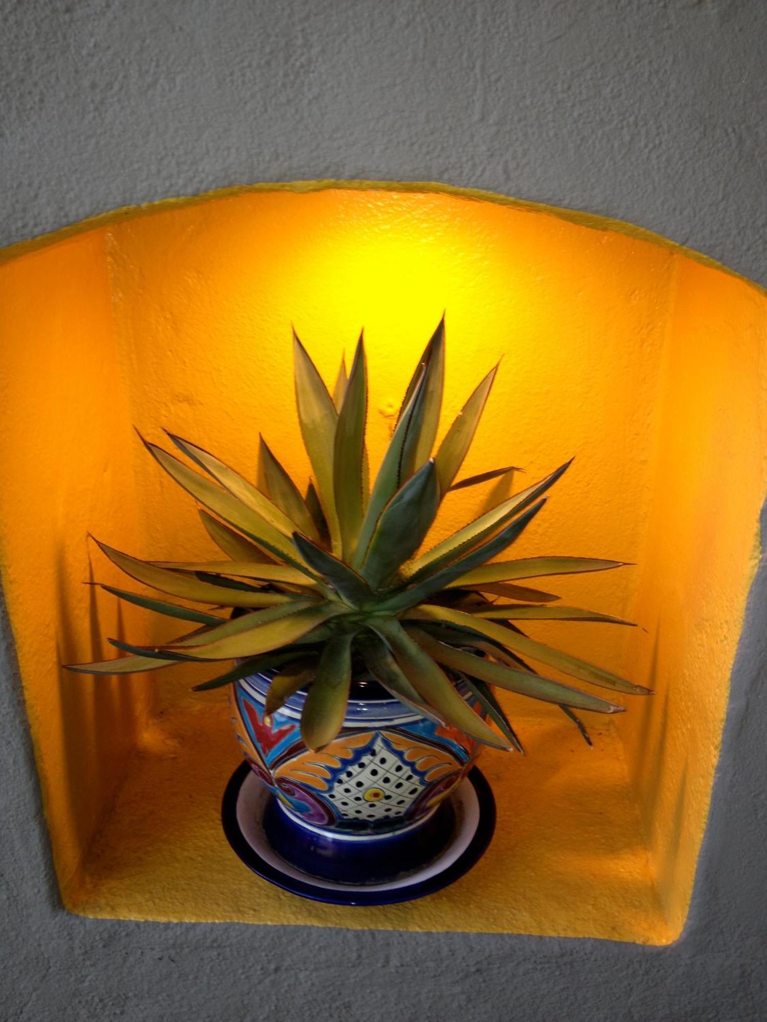 Agave Santa Bárbara