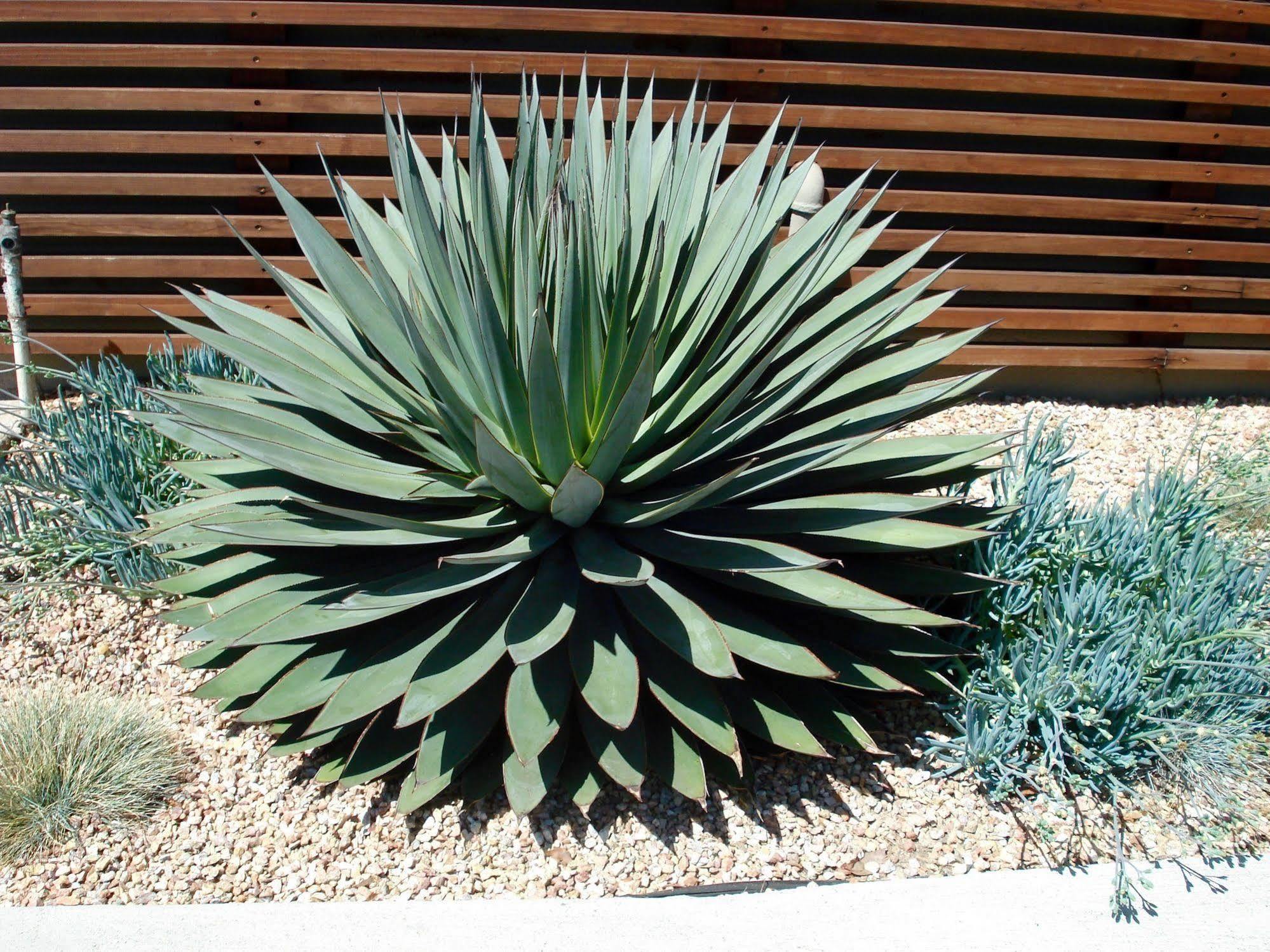 Motel Agave Santa Bárbara